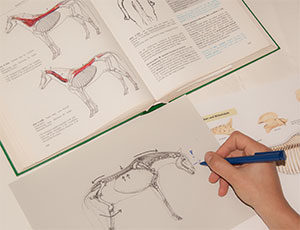 Anatomie